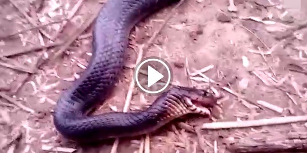 Kendini korumak için ölü taklidi yapan indigo yılanı