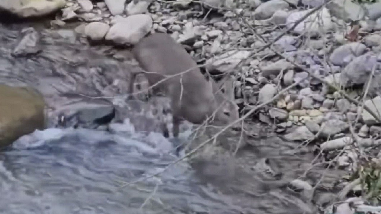 Kendini kurtarmak için dereye atladı!