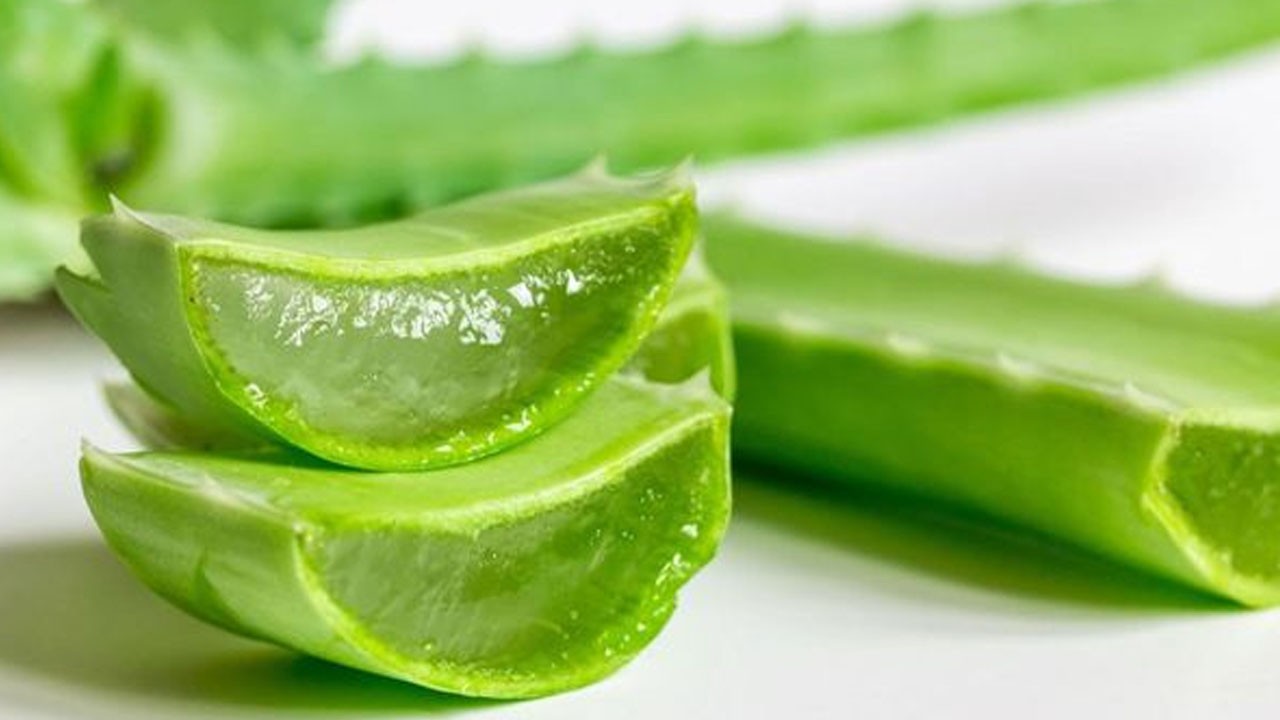 Şifalı yapraklarıyla doğal bir ilaç!