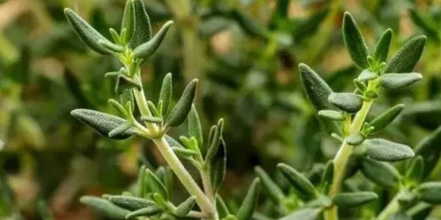 Kendisi toz kadar küçük ama faydası say