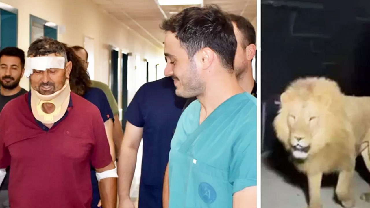 Kendisine saldıran aslana hakkını helal etti: Bir suçu yok