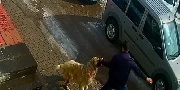 Kendisine saldıran köpekten yumrukla kurtuldu