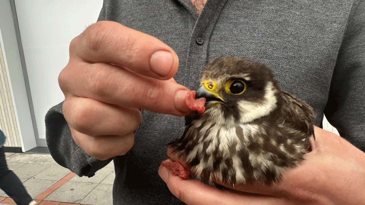 Kendisine sığınan yaralı doğanı eliyle besledi