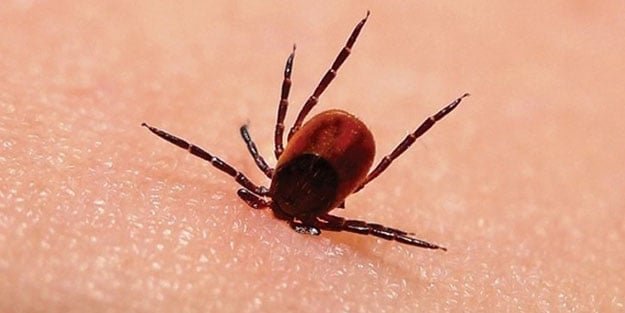 Kene ısırmalarında yanlış müdahale ölüm riskini artırıyor!