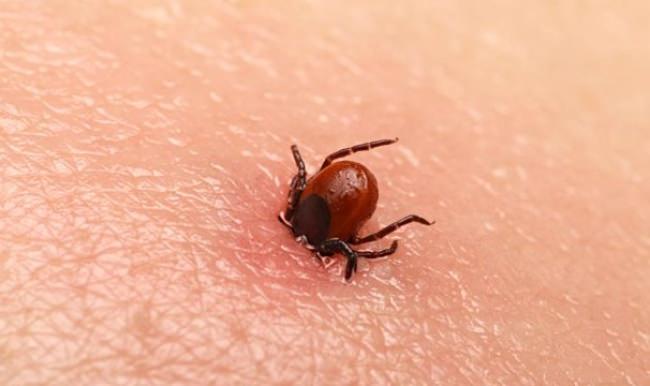 Kene ısırmasında şok rapor!