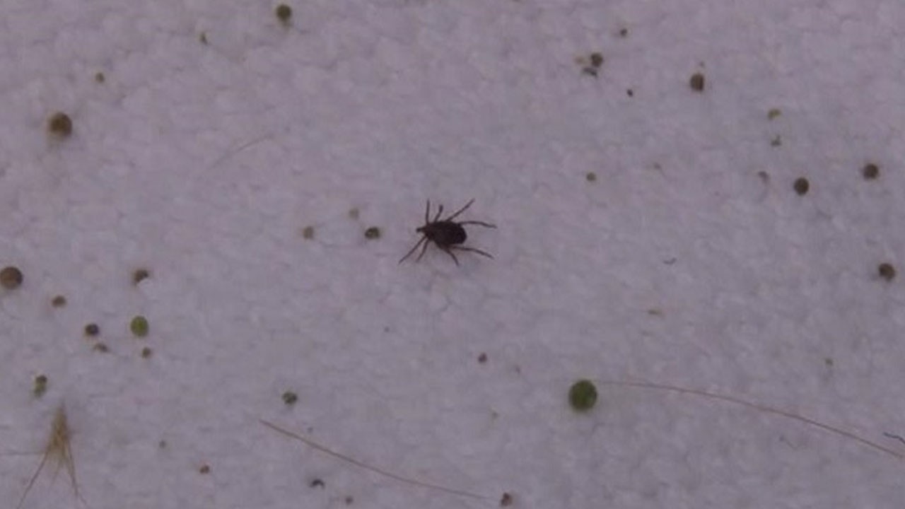 Kene kabusu Türkiye’nin bazı bölgelerinde yine devam ediyor: 1 günde iki kadın can verdi!