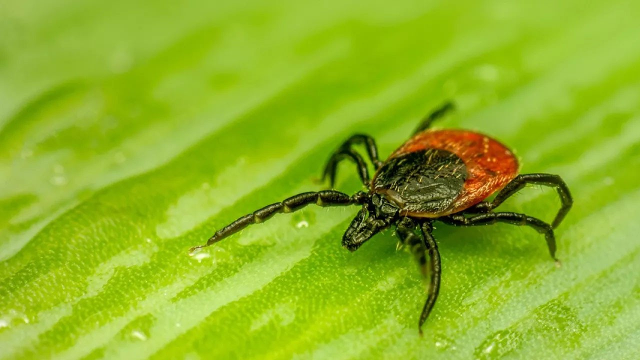Kene kaynaklı hastalıklara karşı uyarı: Yazın tehdit büyüyor dikkat edin!