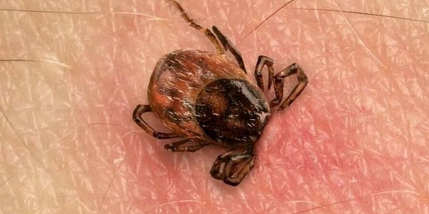 Kene tehlikesinde büyük yanlış! Uzman uyardı: Bu yöntem virüs riskini artırıyor!