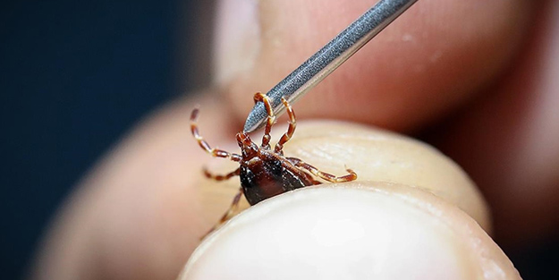 Kene tehlikesine karşı dikkat! Bu bitkiler keneleri uzaklaştırıyor