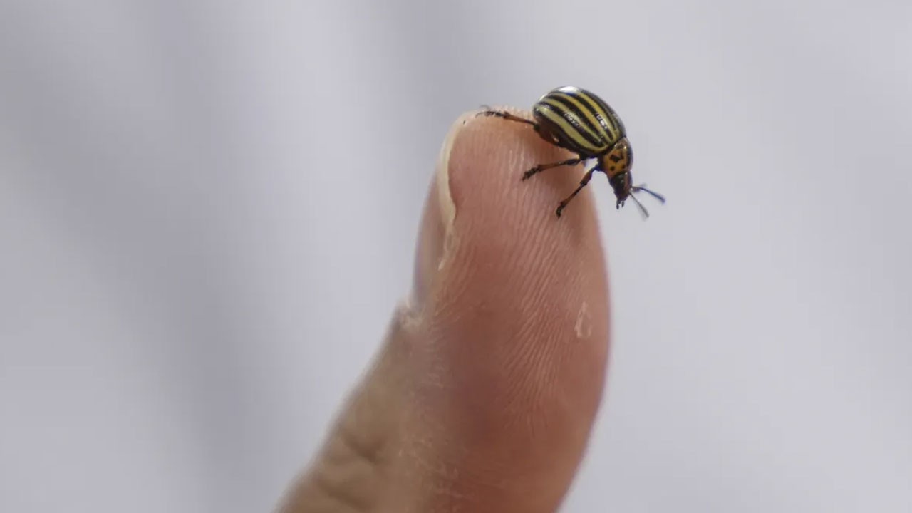Kene tehlikesini bakın neye bağladılar!