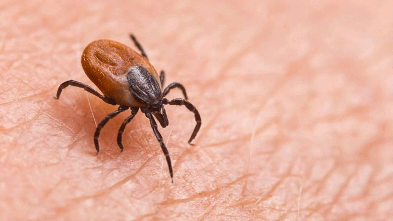 Kene uyarısı: Yanlış müdahale ölüm getirebilir