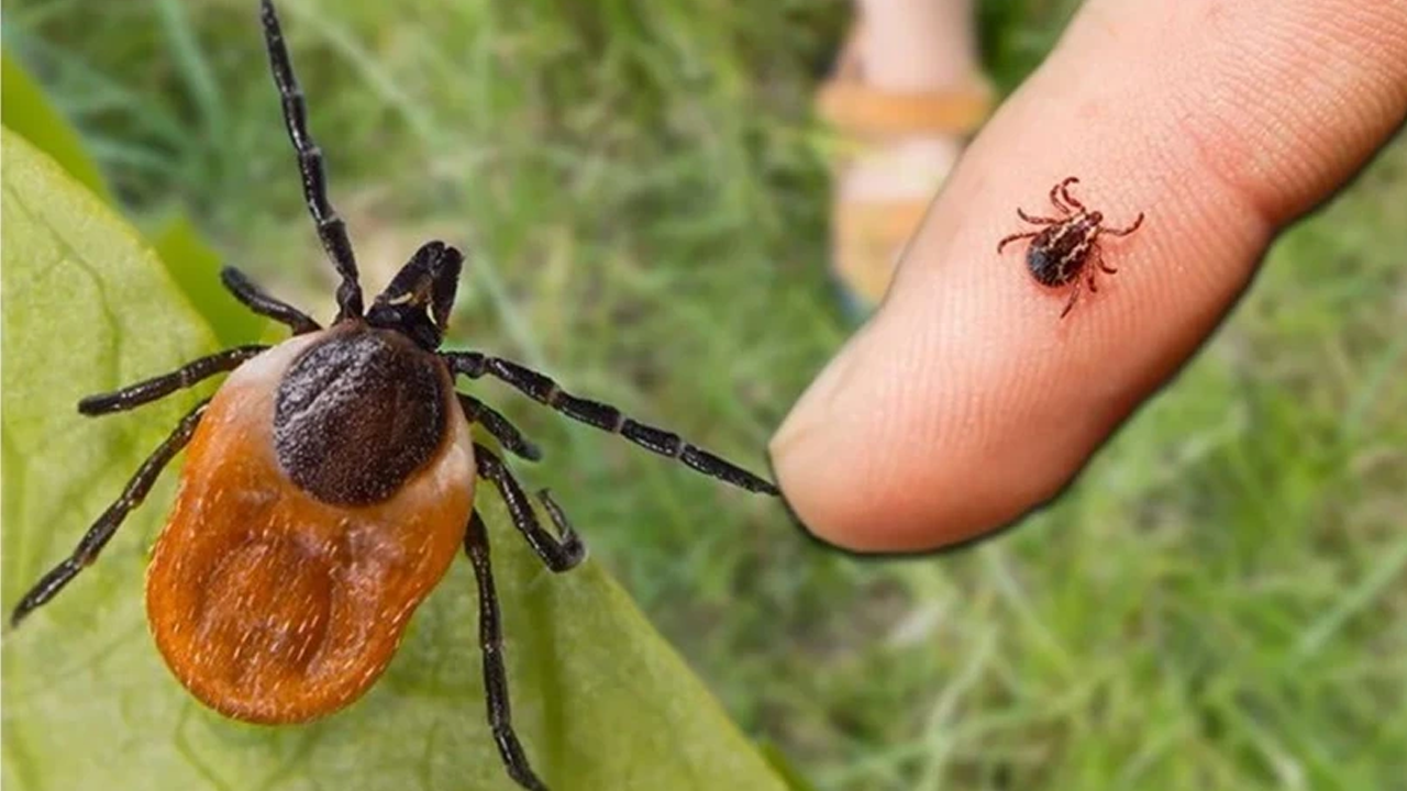 Keneden bir ölüm daha!