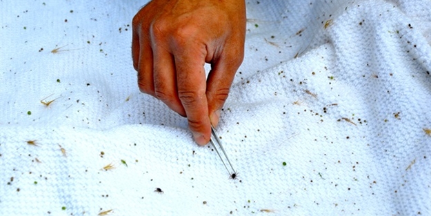 Keneden böyle korunun