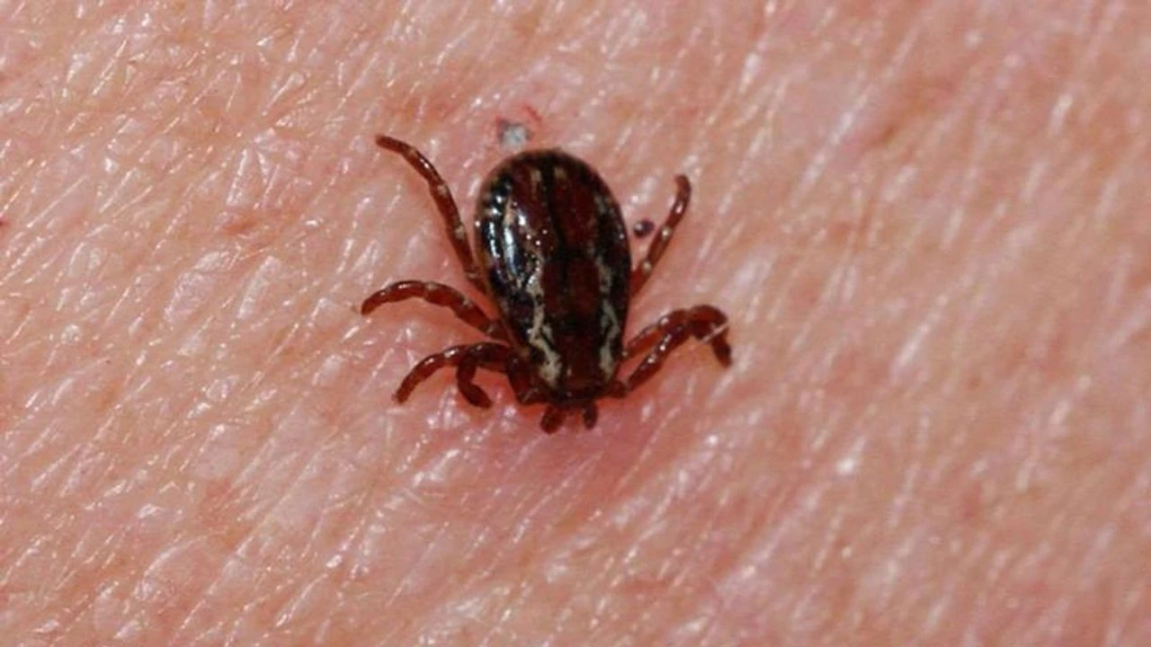 Kenelerin en sevdiği kan grubu açıklandı