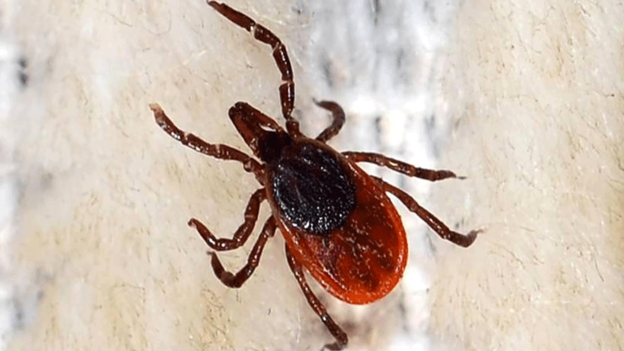 Kenenin yapıştığı yaşlı kadın öldü