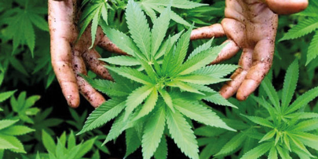 Kenevir Araştırma Enstitüsü kurulmalı