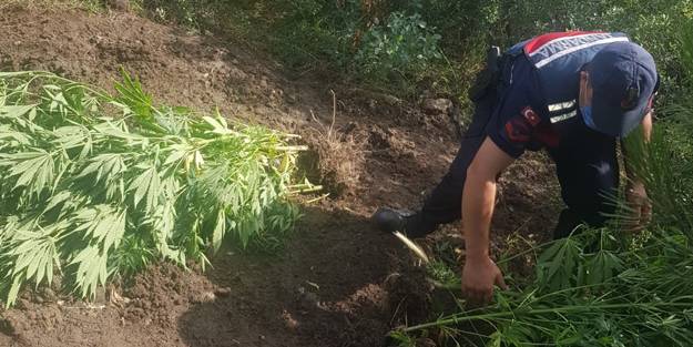 Kenevir ekerken fotokapana takılan şahıs gözaltına alındı