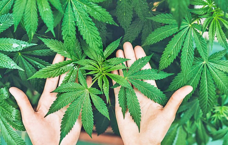 Kenevir ile inşa edilen yapılar daha sağlıklı çıktı: Kenevirden yapılan binalar doğa dostu