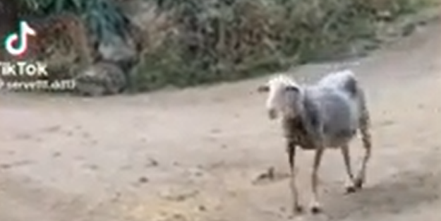 Kenevir serasına giren koyunlar kafayı yedi!