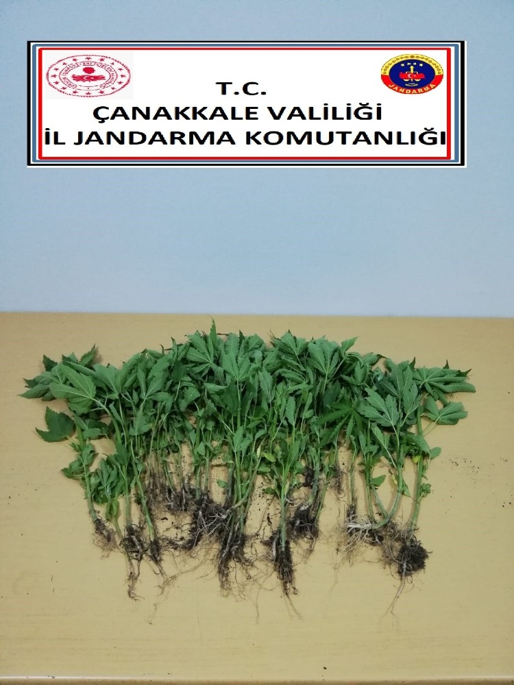 Kenevir tarlası fotokapana yakalandı 