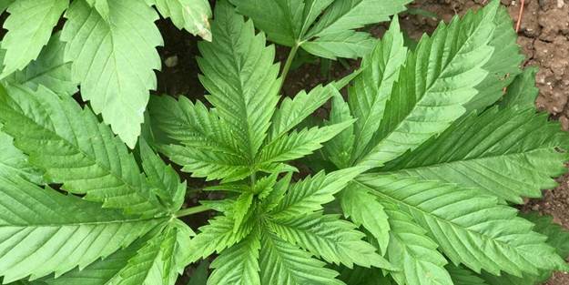 Kenevir üretim izni müracaatları başladı! İşte gerekli belgeler