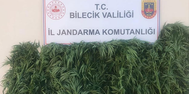 Kenevir yetiştiren şahıslar yakalandı