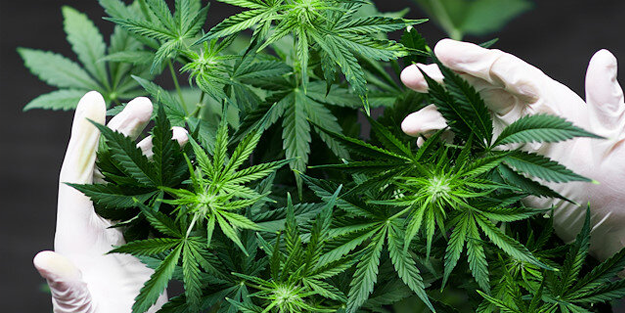 Kenevir yetiştiriciliği ile ilgili resmi duyuru