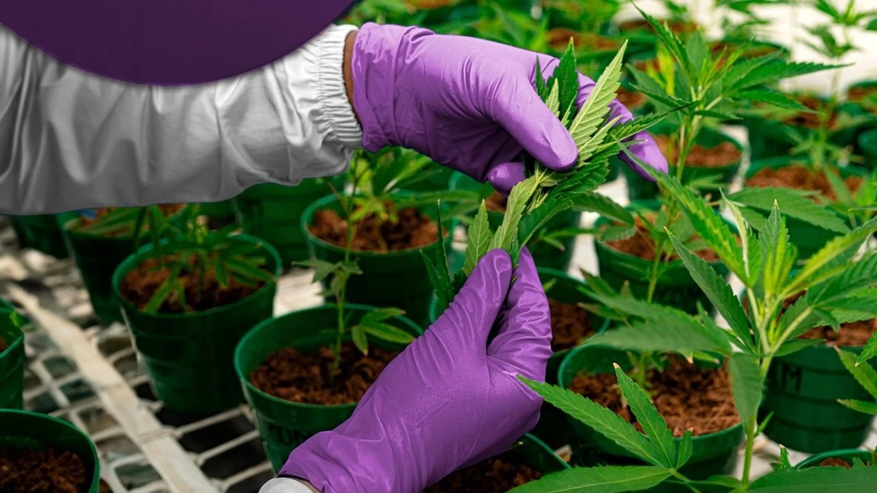 Kenevire izin çıktı! Üreten köşeyi dönecek! İlk üreticiler arasına girin pazar payını kapın