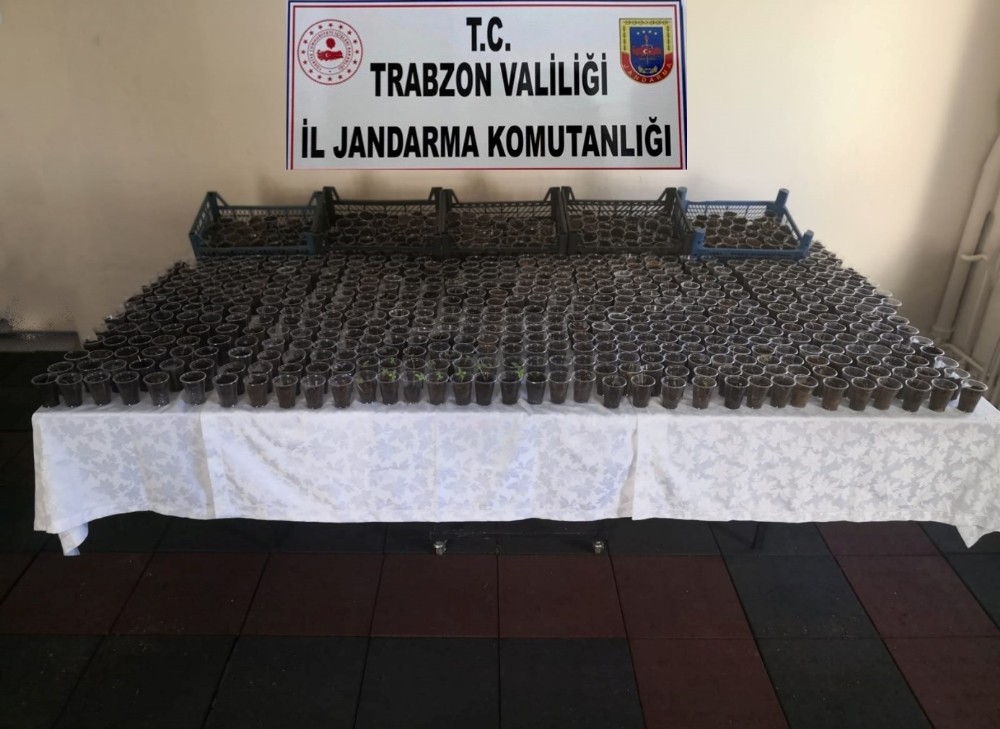 Kenevirleri plastik bardaklara dikmişler 