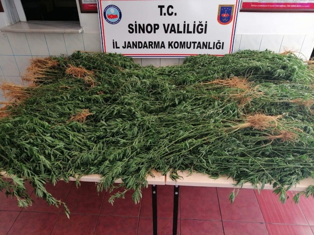 Kenevirlerin bakımını yaparken suçüstü yakalandı 