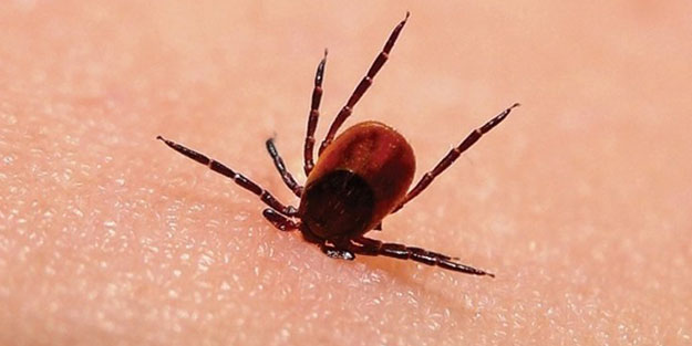  Keneye karşı herhangi bir aşı geliştirilmiş değil