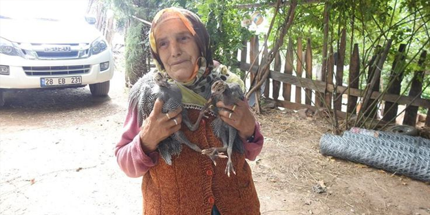 Keneye karşı 'kene savar' lakaplı Beç Tavuğu!
