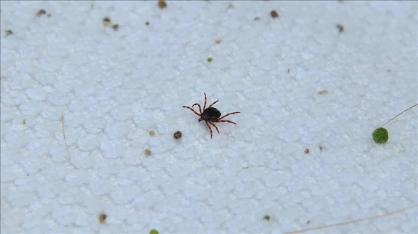 Keneye karşı nasıl önlem alınır?