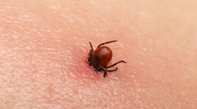 Keneye nasıl müdahale edilmeli?