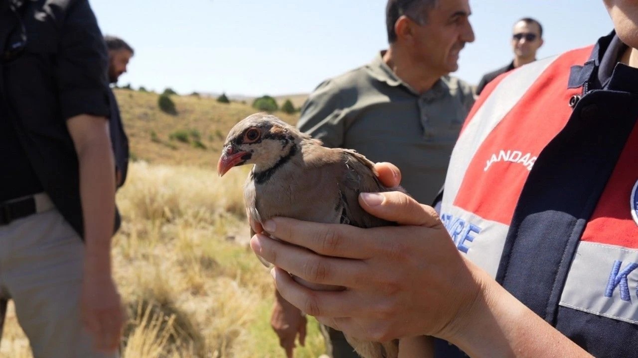 Keneyle mücadele sürüyor! 400 keklik doğaya salındı