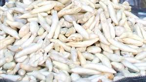 Kenger sakızı nedir? Doğal sakız nasıl yapılır aşamaları?