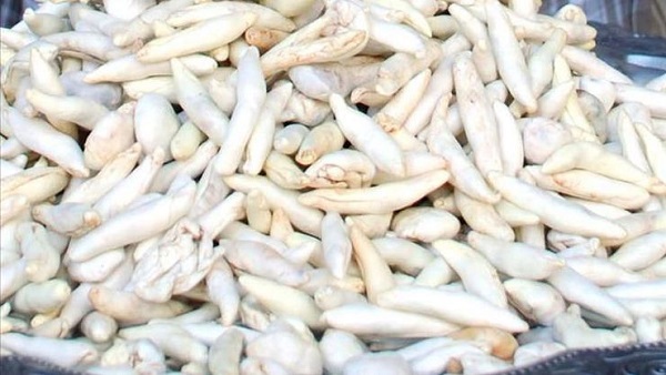 Kenger sakızı nedir? Kenger sakızı faydaları nelerdir?