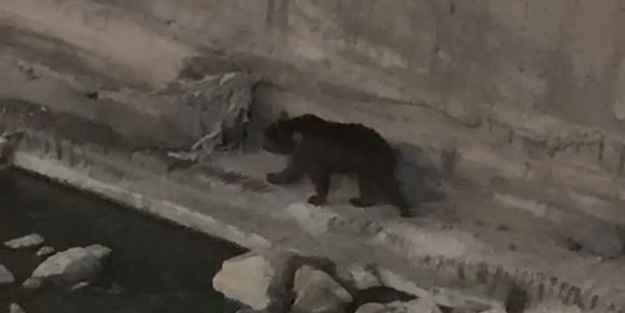 Kent merkezine inen ayı kameralara böyle yansıdı