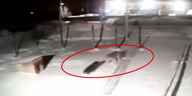 Kent merkezine inen kurt, köpeği alıp gitti