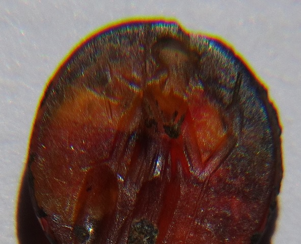 Kentin ileri gelenlerinden birine ait! 1700 yıllık yüzük ihtişamıyla şaşırttı