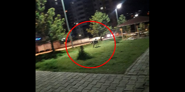 Kentte büyük panik! Çocuk parkında görüldü