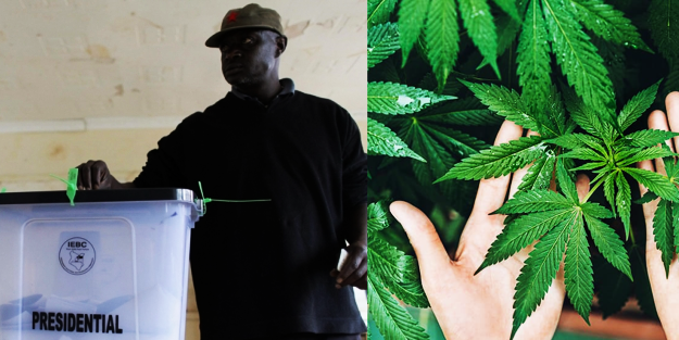 Kenya genel seçimlerle yeni bir sınava hazırlanıyor: Ülke ekonomisine kenevir çözümü