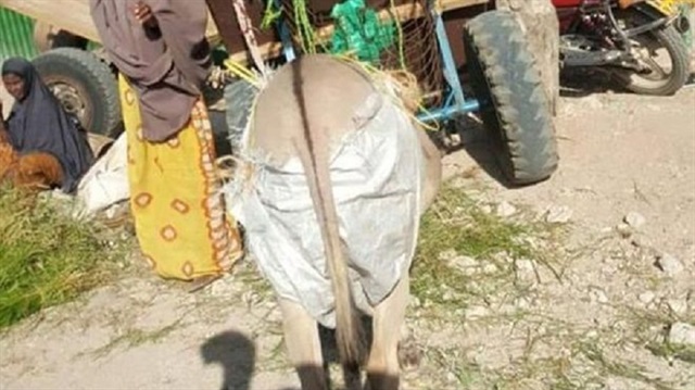 Kenya'da eşeklerin altına bez bağlanacak