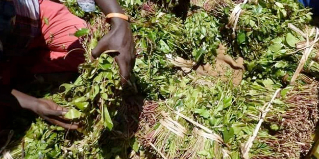 Kenya'dan resmi olarak uyuşturucu ithal edecekler!