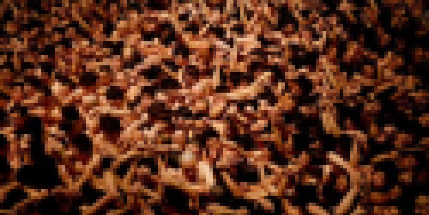 Kepazeliği bu yıl da sürdürecekler! Çıplak erkekler “kutsal sopayı” arayacak