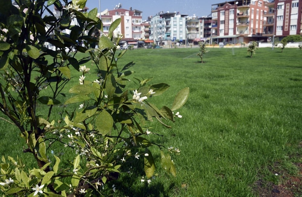 Kepez Belediyesinden, Kuzeyyaka’ya portakal kokulu bahçe 
