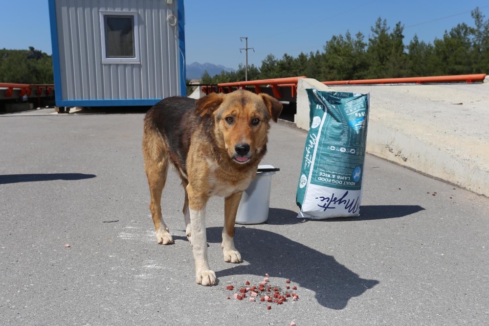 Kepez’e hayvan hastanesi müjdesi 