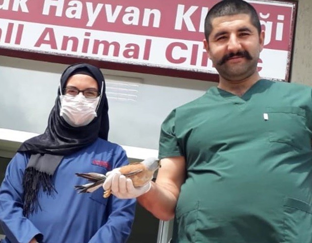 Kerkenez kuşunun tedavisi yapıldı, doğaya bırakıldı 