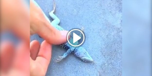 Kertenkeleye kalp masajı yaparak hayata bağladı!