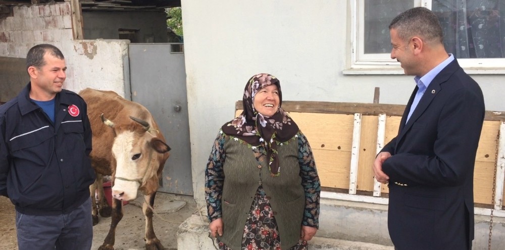 Kerziban teyze kampanyaya ineğini bağışladı 